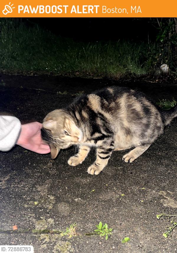 Found/Stray Male Cat last seen Centre St across from Rizzo's pizza, Boston, MA 02130