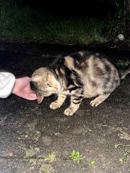 Found/Stray Male Cat last seen Centre St across from Rizzo's pizza, Boston, MA 02130