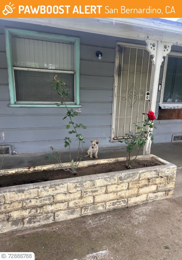 Found/Stray Male Dog last seen 45th st San Bernardino Ca 92404, San Bernardino, CA 92404