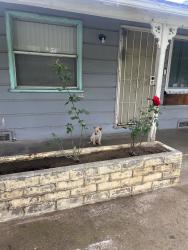 Found/Stray Male Dog last seen 45th st San Bernardino Ca 92404, San Bernardino, CA 92404