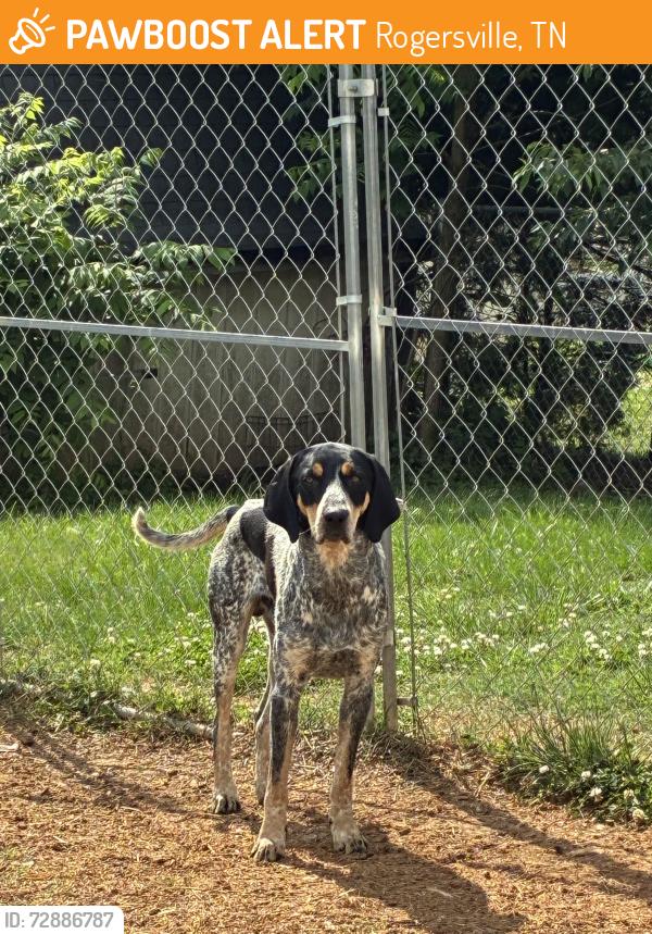 Found/Stray Male Dog last seen Dollar general, Rogersville, TN 37857