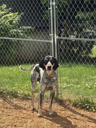 Found/Stray Male Dog last seen Dollar general, Rogersville, TN 37857