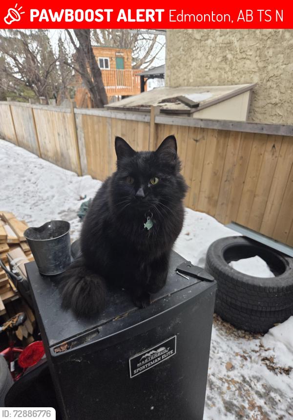 Lost Male Cat last seen Kinglet area, Edmonton, AB T5S 0N9