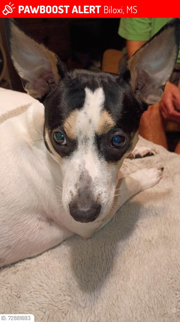 Lost Male Dog last seen pass road , Biloxi, MS 39531