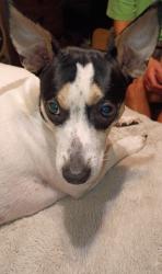 Lost Male Dog last seen pass road , Biloxi, MS 39531