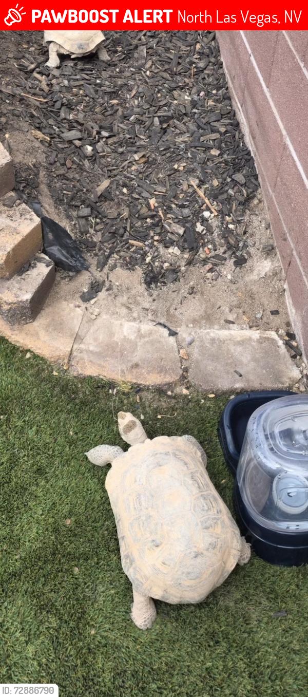 Lost Male Other last seen Hammer and Donna , North Las Vegas, NV 89081