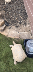 Lost Male Other last seen Hammer and Donna , North Las Vegas, NV 89081