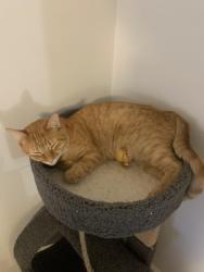 Lost Male Cat last seen Farmwood, Danbrooke Park, and Lawyers Station, Mint Hill, NC 28227