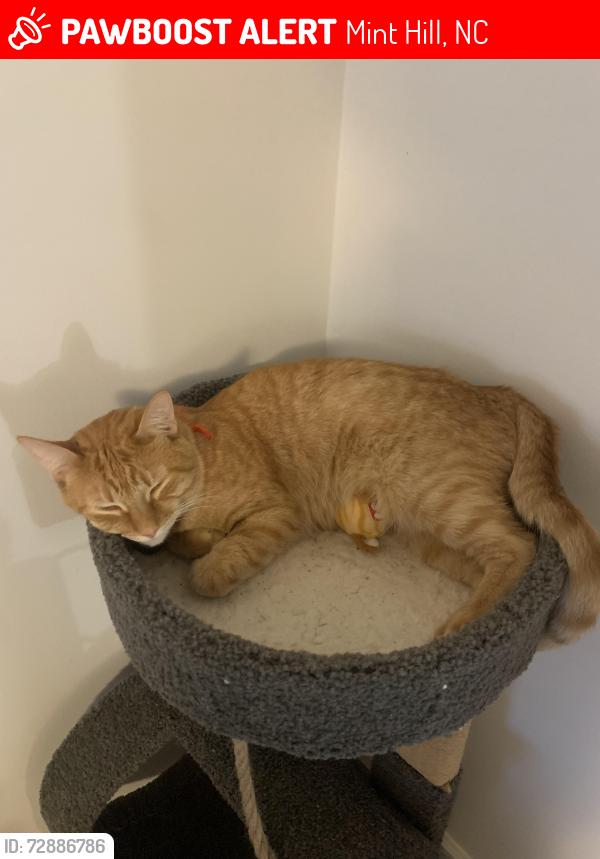 Lost Male Cat last seen Farmwood, Danbrooke Park, and Lawyers Station, Mint Hill, NC 28227