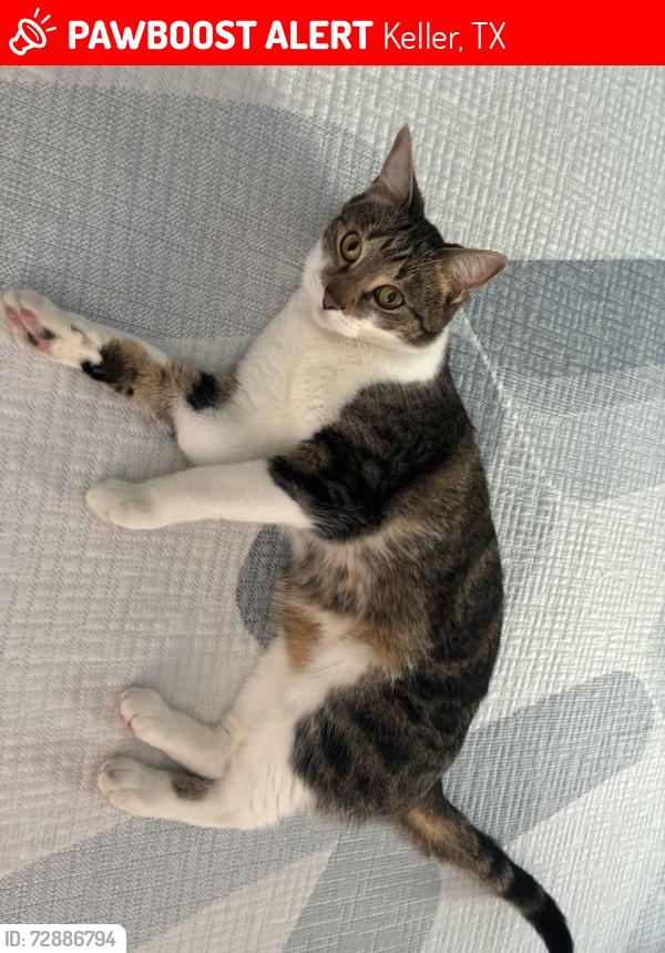 Lost Male Cat last seen chisholm trail, Keller, TX 76248