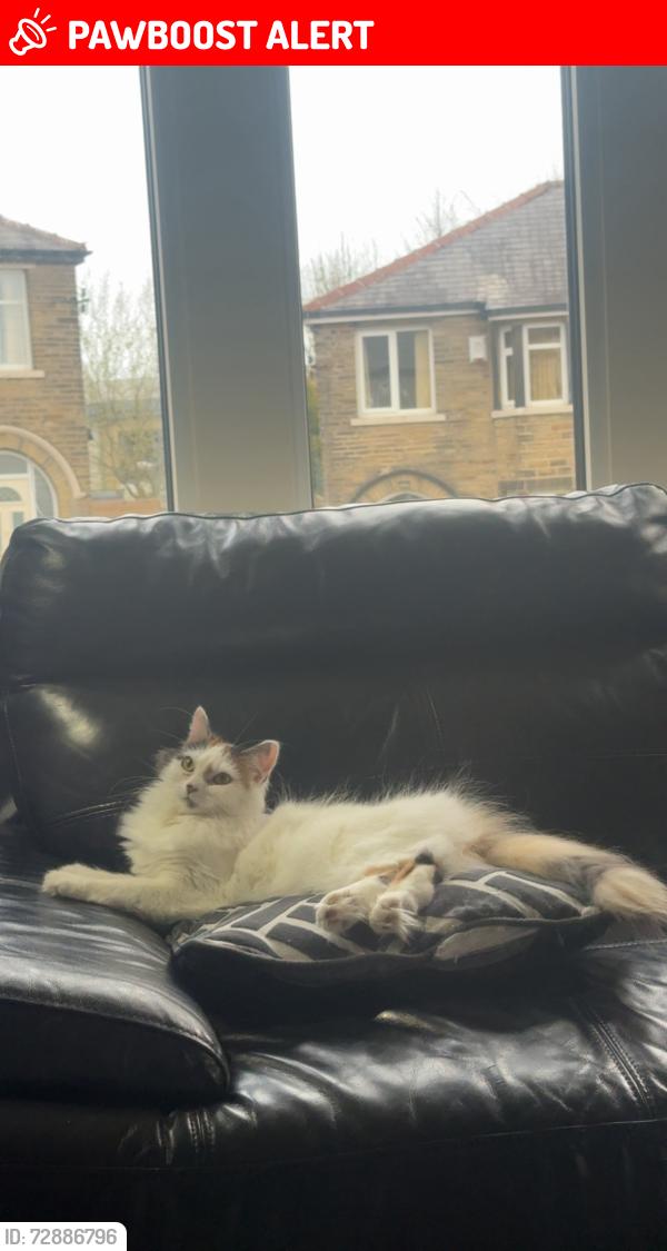Lost Female Cat last seen savile drive HX1 , West Yorkshire, England HX1 2EU