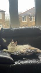 Lost Female Cat last seen savile drive HX1 , West Yorkshire, England HX1 2EU