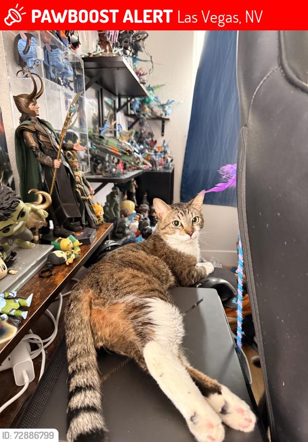 Lost Male Cat last seen Cactus and jones, Las Vegas, NV 89141