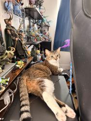 Lost Male Cat last seen Cactus and jones, Las Vegas, NV 89141