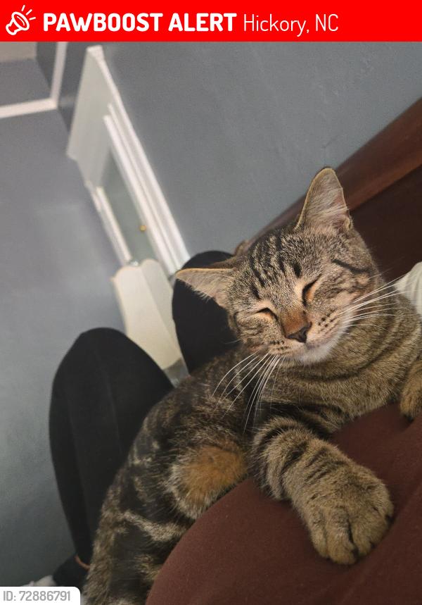 Lost Male Cat last seen Last seen near our hse, Hickory, NC 28602