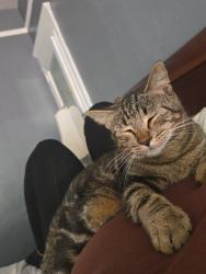 Lost Male Cat last seen Last seen near our hse, Hickory, NC 28602