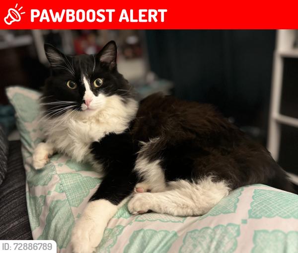 Lost Male Cat last seen Sowers Middle School, Adams and Bushard, Deane Gardens neighborhood, Huntington Beach, CA 92646