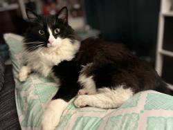 Lost Male Cat last seen Sowers Middle School, Adams and Bushard, Deane Gardens neighborhood, Huntington Beach, CA 92646