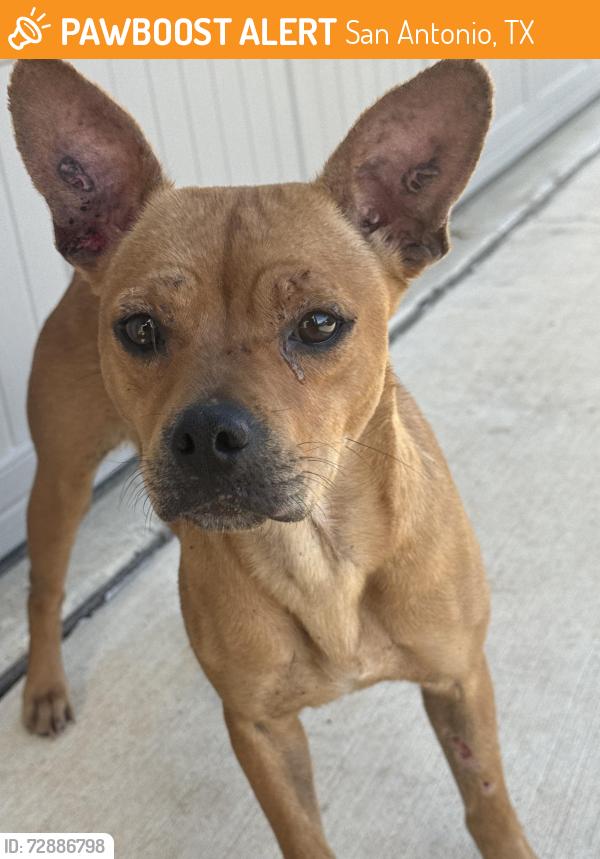 Found/Stray Female Dog last seen Southton rd, San Antonio, TX 78223