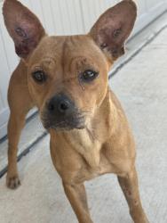 Found/Stray Female Dog last seen Southton rd, San Antonio, TX 78223