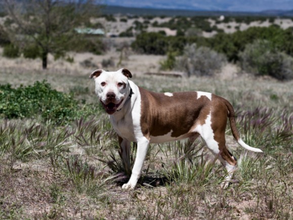 Shelter Stray Male Dog last seen SIBLEY RD CANONCITO SANTA FE NM 87508, Santa Fe, NM 87507