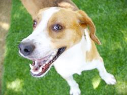 Shelter Stray Male Dog last seen SHOOTING RANGE APPALACHECOLA FOREST, Tallahassee, FL 32311