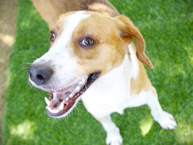 Shelter Stray Male Dog last seen SHOOTING RANGE APPALACHECOLA FOREST, 1125 Easterwood Dr, Tallahassee, FL 32311, USA