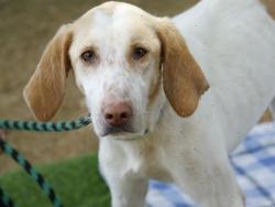 Shelter Stray Female Dog last seen Near BLOCK SPRINGHAWK LOOP, TALLAHASSEE FL 32305, Tallahassee, FL 32311