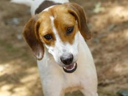 Shelter Stray Female Dog last seen Near BLOCK SPRINGHAWK LOOP, TALLAHASSEE FL 32305, Tallahassee, FL 32311