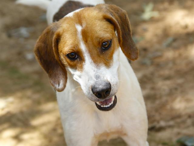 Shelter Stray Female Dog last seen Near BLOCK SPRINGHAWK LOOP, TALLAHASSEE FL 32305, Tallahassee, FL 32311