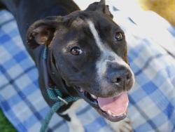 Shelter Stray Female Dog last seen Near BLOCK OLD BAINBRIDGE RD, TALLAHASSEE FL 32303, Tallahassee, FL 32311