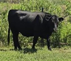 Shelter Stray Unknown Livestock last seen ROCKING HORSE LN & N BUCKHILL RD HOWEY IN THE HILLS, 12280 County Rd 448, Tavares, FL 32778, USA