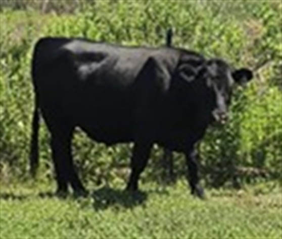 Shelter Stray Unknown Livestock last seen ROCKING HORSE LN & N BUCKHILL RD HOWEY IN THE HILLS, 12280 County Rd 448, Tavares, FL 32778, USA