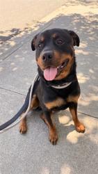 Shelter Stray Male Dog last seen FREMONT HOME DEPOT, Fremont, CA 94538