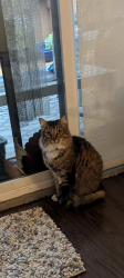 Lost Female Cat last seen guildford mall, Surrey, BC 