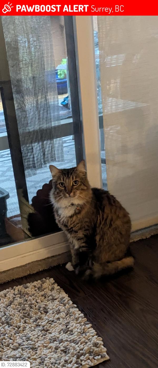 Lost Female Cat last seen guildford mall, Surrey, BC 
