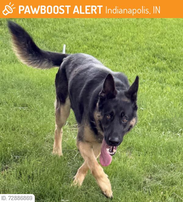 Found/Stray Male Dog last seen 75th and Dean, Indianapolis, IN 46250