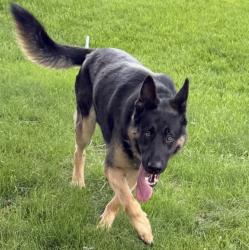 Found/Stray Male Dog last seen 75th and Dean, Indianapolis, IN 46250