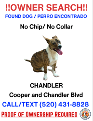Found/Stray Female Dog last seen Chandler and cooper, Chandler, AZ 85225