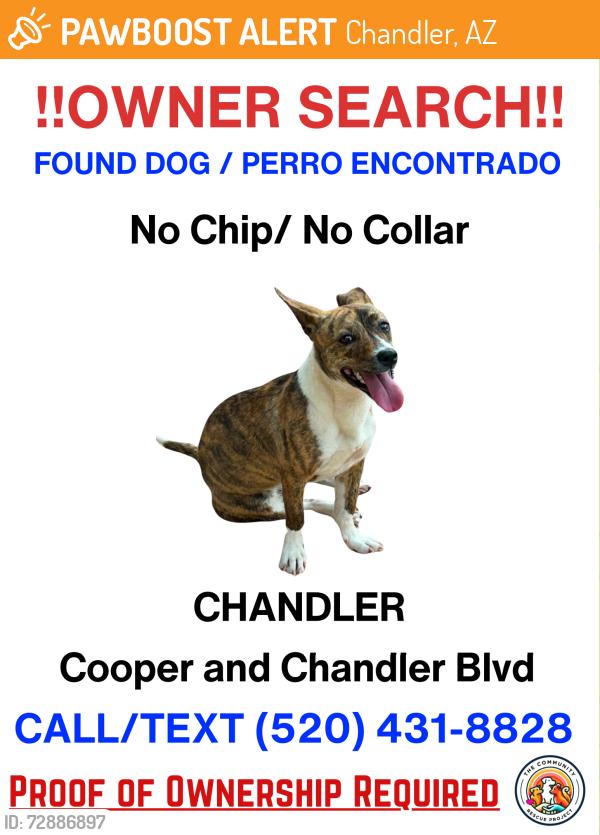 Found/Stray Female Dog last seen Chandler and cooper, Chandler, AZ 85225