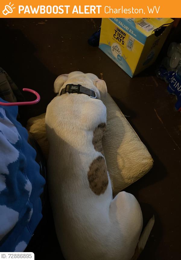 Found/Stray Female Dog last seen Central and park ave, Charleston, WV 25302