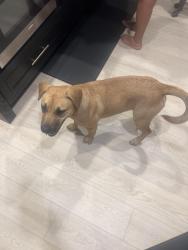 Found/Stray Female Dog last seen Moreno beach drive, Moreno Valley, CA 92555