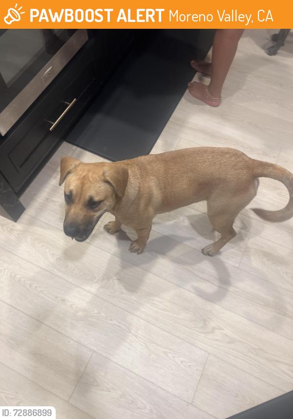 Found/Stray Female Dog last seen Moreno beach drive, Moreno Valley, CA 92555