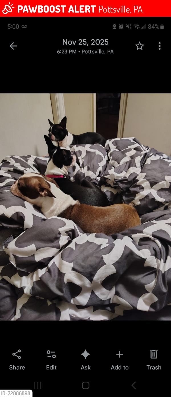 Lost Female Dog last seen 21st and Norwegian apmts , Pottsville, PA 17901