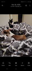 Lost Female Dog last seen 21st and Norwegian apmts , Pottsville, PA 17901