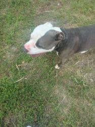 Found/Stray Male Dog last seen Calle olmo, Temple, TX 76502