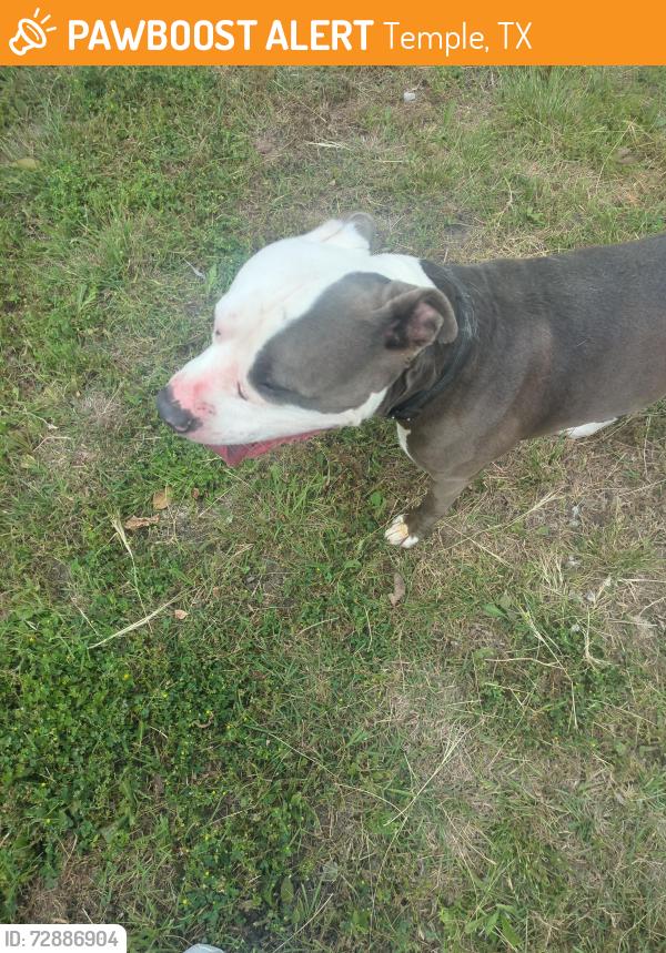 Found/Stray Male Dog last seen Calle olmo, Temple, TX 76502
