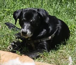 Lost Male Dog last seen Culebra Rd and General Mcmullen , San Antonio, TX 78228