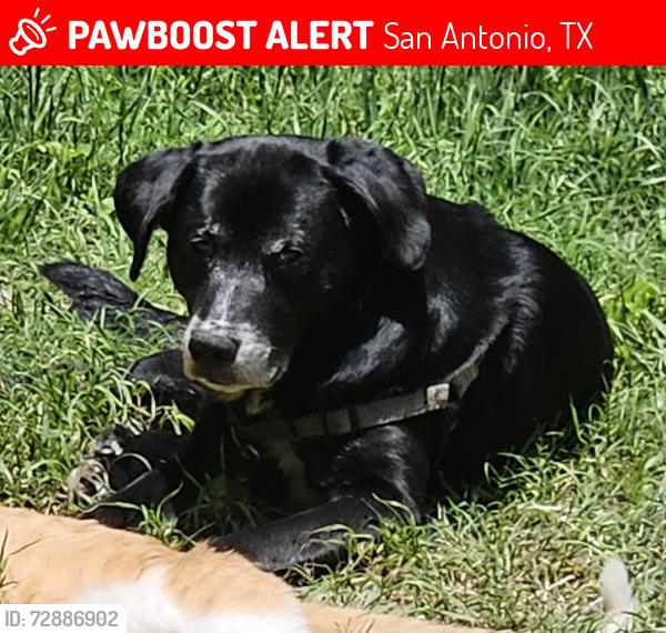 Lost Male Dog last seen Culebra Rd and General Mcmullen , San Antonio, TX 78228