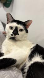 Lost Male Cat last seen Simons Playground, Philadelphia, PA 19138